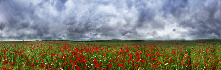 Field with bright blooming poppies