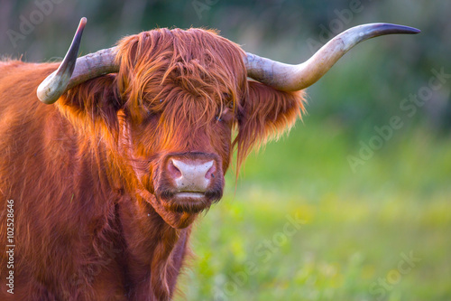 A Red Haired Scottish Highlander Cow Close Up Of Her Head Showing