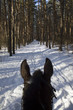 коричневая лошадь, трюкач, лошадиная стойка, на дыбы, рысца, пробежка, конный спорт, в лесу, русский лес, русская глубинка, заснеженный лес