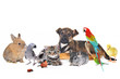 group of animals on white background