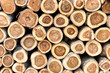Background of dry teak logs stacked up on top of each other in a pile