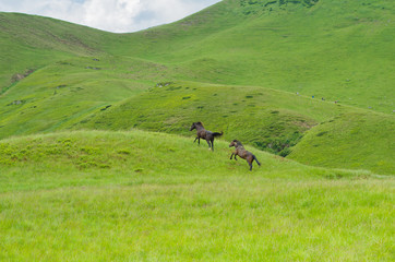 Two horses running after each other