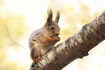 Wall Mural - cute red squirrel eating nuts on a tree in the Park