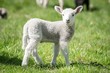 Osterzeit - junges,weißes Lamm auf einer grünen Wiese