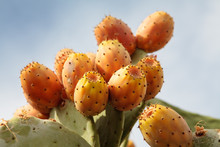 Ripe Yellow Prickly Pears (cactus Fig)