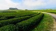 The green tea plantation in Singha park of Chiangrai province of Thailand.
