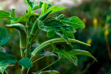 Okra Plant Close Up Organic Produce Food Farming