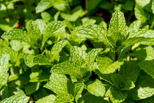 Growing Mint Leaves Green  White Background