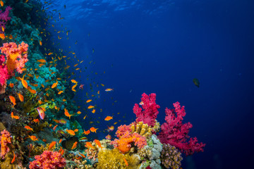 Wall Mural - Coral garden