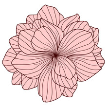 Pink Begonia Flower On White Background