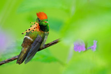 Tufted Coquette, Colorful Hummingbird With Orange Crest And Collar In The Green And Violet Flower Habitat, Trinidad