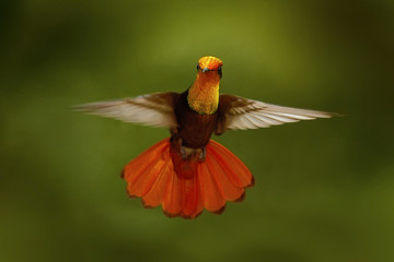 Wall Mural - Red and yellow Ruby-Topaz Hummingbird, Chrysolampis mosquitus, flying with open wings, frontal look with glossy orange head, spread tail, Tobago Island, Trinidad and Tobago