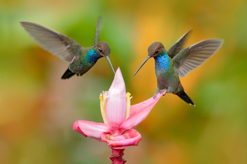 Wall Mural - White-tailed Hillstar, Urochroa bougueri, two hummingbirds in flight on the ping flower, green and yellow background, two feeding birds in the nature habitat, Montezuma, Colombia