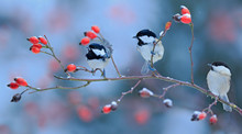 Three Songbirds, Great Tit And Coal Tit, On Snowy Wild Rose Branch