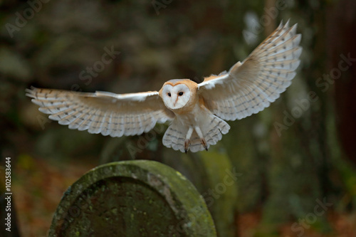 Barn owl with nice wings landing on headstone