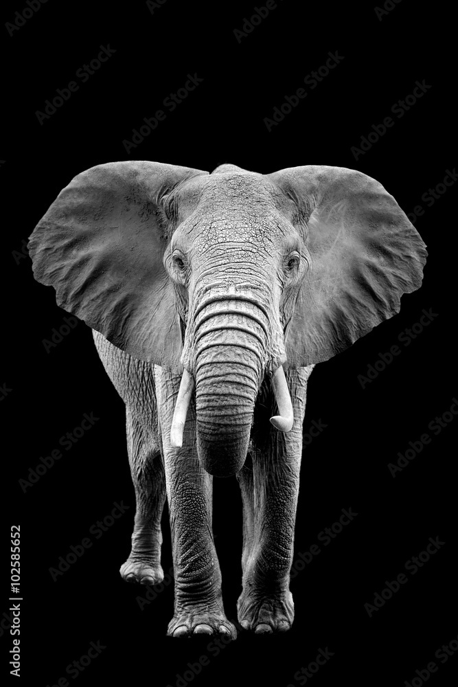 Elephant on dark background - obrazy, fototapety, plakaty 