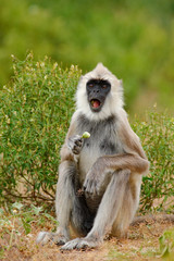 Wall Mural - common langur, semnopithecus entellus, monkey with fruit in the mouth, nature habitat, sri lanka