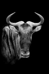 Canvas Print - Wildebeest on dark background