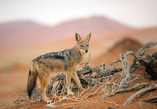 Young Jackal Standing On Red Sand Of Sossusvlei, With Dune In Background, Sossusvlei, Namibia, Africa