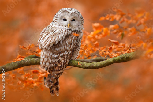 Fotografía Ural Owl, Strix uralensis, sitting on tree branch, at orange leaves oak forest,