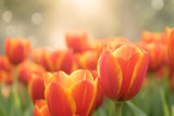 tulip flowers on sunset background, warm tone