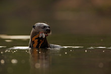 Giant Otter, Pteronura Brasiliensis, Portrait In The River Water With Fish In Mouth, Rio Negro, Pantanal, Brazil