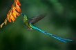 © ondrejprosicky - Hummingbird Long-tailed Sylph with long blue tail feeding nectar from orange flower