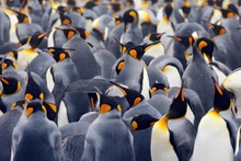 King Penguin Colony, Many Birds Together, In Falkland Islands