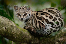 Margay, Leopardis Wiedii, Beautiful Cat Sitiing On The Branch In The Tropical Forest, Panama
