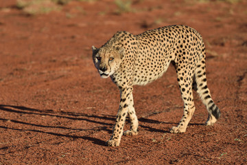 Wall Mural - africa. namibia. cheetah