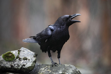 Black bird raven with open beak sitting on the stone