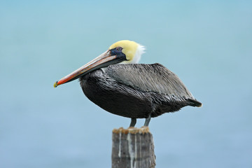 Wall Mural - Brown Pelican, Pelecanus occidentalis, Florida, USA