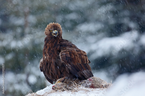 Fotografie, Tablou Golden Eagle in snow with kill hare, snow in the forest during winter