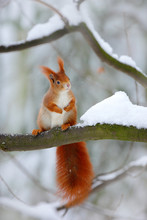Cute Red Squirrel In Winter Scene With Snow Blurred Forest In The Background