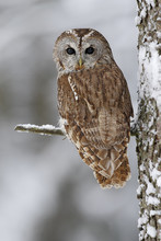 Brown Bird Tawny Owl Sitting On Tree Trunk With Snow During Cold Winter