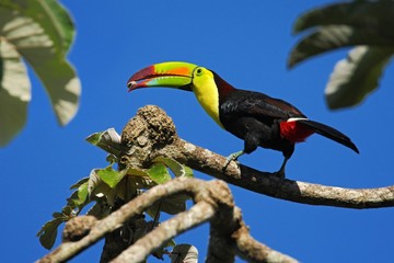 bird with big bill keel-billed toucan, ramphastos sulfuratus, with food in beak, in habitat with blu