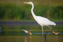 The Shorebirds And The Egret