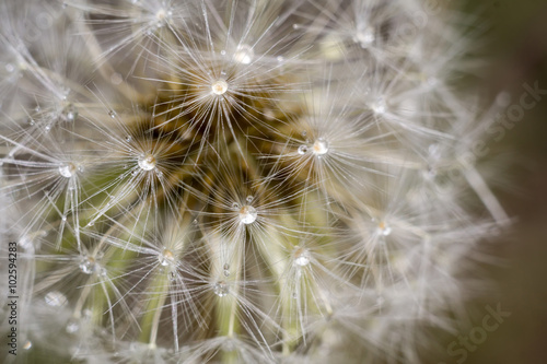 Naklejka na szybę Dandelion with Water Drops