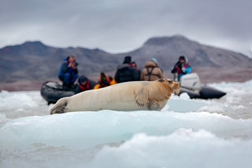 bearded seal on blue and white ice in arctic svalbard, norway, motor boat with tourists in the backg