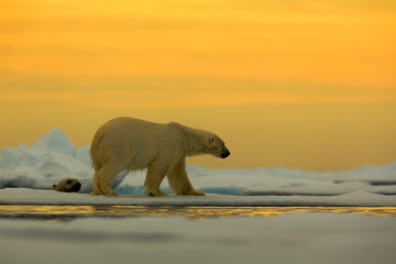 polar bear on the drift ice with snow, with evening yellow sun, svalbard, norway