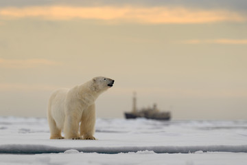 polar bear on the drift ice with snow, blurred cruise chip in background, svalbard, norway