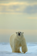 Wall Mural - Big polar bear on drift ice with snow in Arctic Svalbard