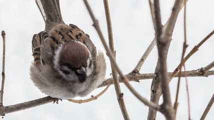 Wall Mural - sparrow sitting on a tree branch