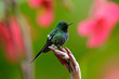 Nice hummingbird Green Thorntail (Discosura conversii) with blurred pink and red flowers in background, La Paz, Costa Rica