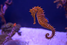 Closeup Seahorse In Aquarium