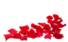 Red Roses Petals