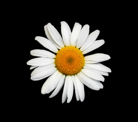 Canvas Print - Chamomile on a black