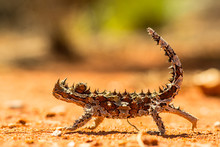 A Thorny Dragon Or Thorny Devil Is Walking Trough A Hot Desert Environment Over Red Dirt With It's Tail Held High.