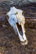Dry skull in the desert