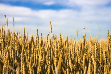 Ripe wheat against blue sky